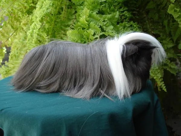 Cobayos de cabello largo - Imagui