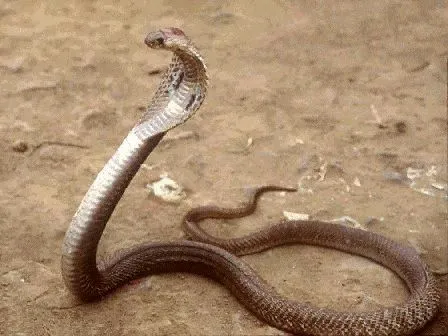 Todo sobre las cobras - Toda la información | El BatiBlog ... Todo sobre las cobras - Toda la información | El BatiBlog ...