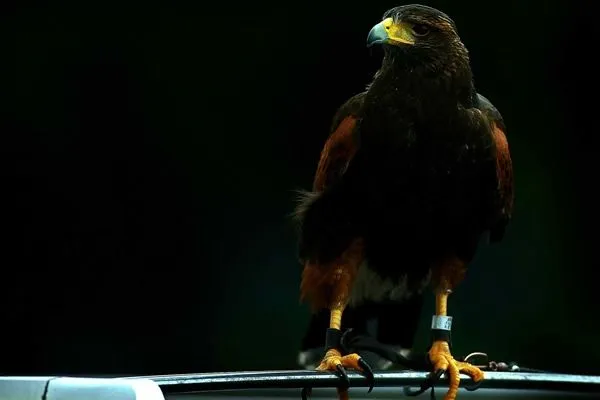 Coby's Blog: wallpaper de las aguilas del america Coby's Blog: wallpaper de las aguilas del america
