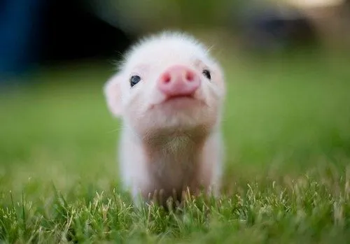 Cochinitos bebés | The greatest WordPress.com site about ...