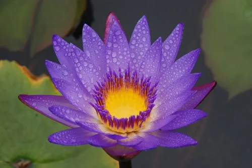 La cocina y ¿los animales...?: La flor de loto.