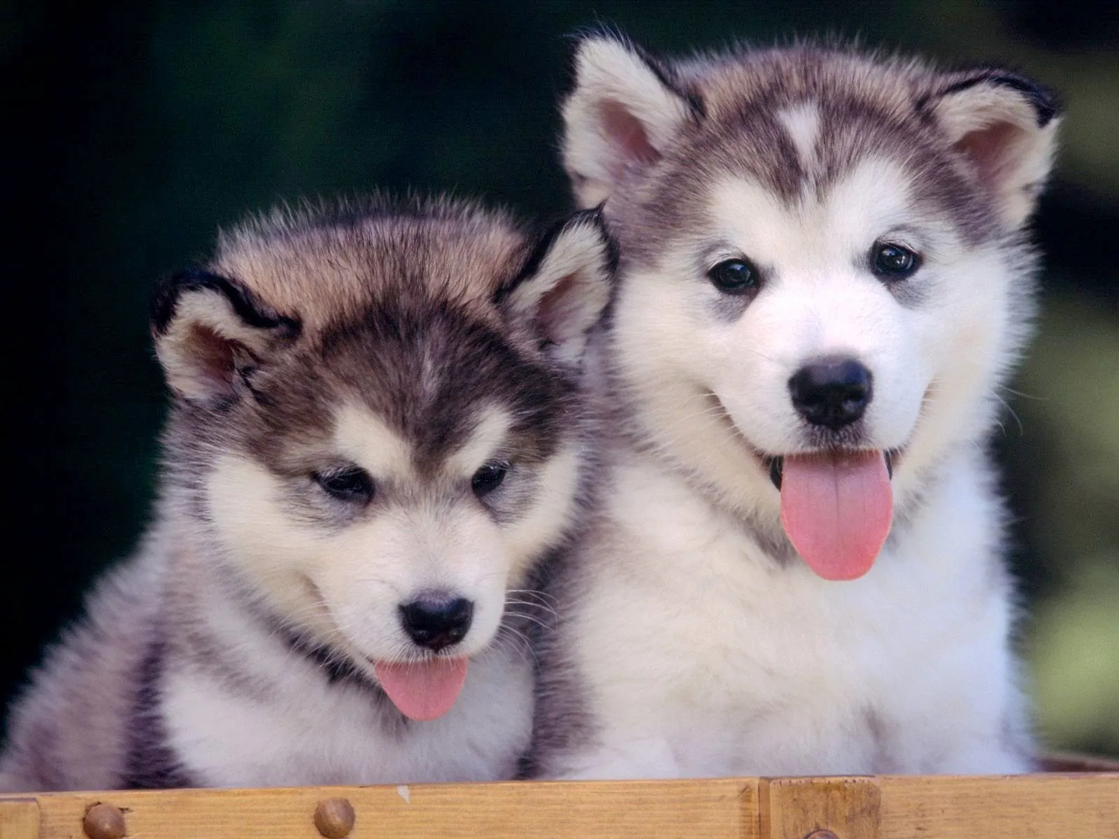 La cocina y ¿los animales...?: El trabajo se ser MAMÁ.