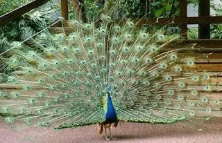 La cocina y ¿los animales...?: El pavo real, espectacular. La cocina y ¿los animales...?: El pavo real, espectacular.