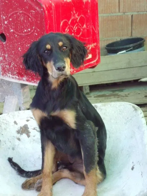 cocker | En busca de una segunda oportunidad