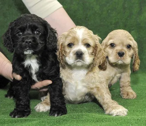 Cocker Spaniel Americano en México, Venta de Cocker Spaniel ...