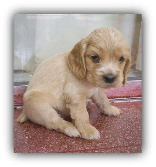 Cocker spaniel bebé - Imagui