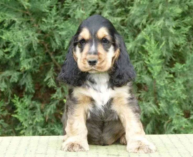 Cocker spaniel inglés cachorros de marta!-Ganadería-Identificación ...