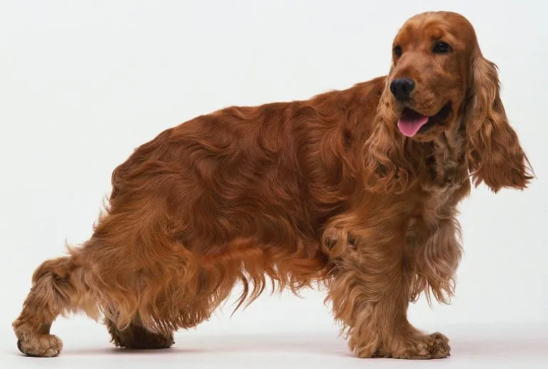 Cocker spaniel | listame Cocker spaniel | listame