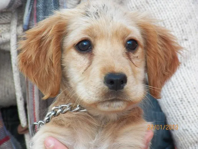 Cockers adoptados! | SOS cocker | Página 53 Cockers adoptados! | SOS cocker | Página 53