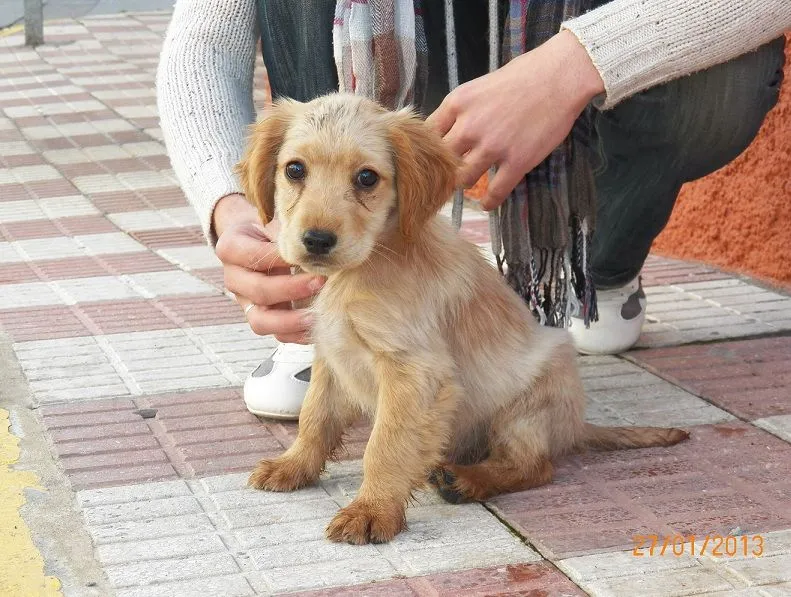 Cocker bebé - Imagui