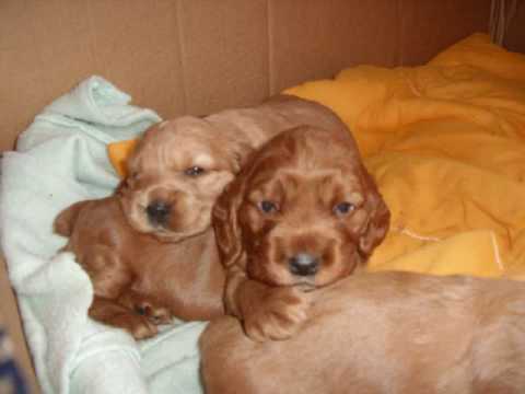 Cockers Bebes - YouTube