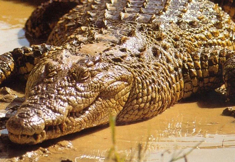 Cocodrilo del Nilo. Imágenes de cocodrilos del Nilo
