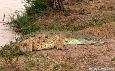 Cocodrilo del Orinoco (Crocodylus intermedius) | BIOPEDIA Cocodrilo del Orinoco (Crocodylus intermedius) | BIOPEDIA