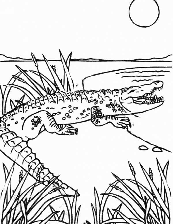 Dibujos para colorear de caiman - Imagui