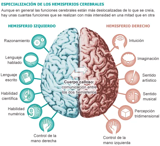 Coeduweg: Ejercicios para estimular ambos hemisferios Coeduweg: Ejercicios para estimular ambos hemisferios