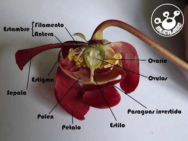 Colaboraciones :: Partes De Una Flor De Sarracenia Colaboraciones :: Partes De Una Flor De Sarracenia