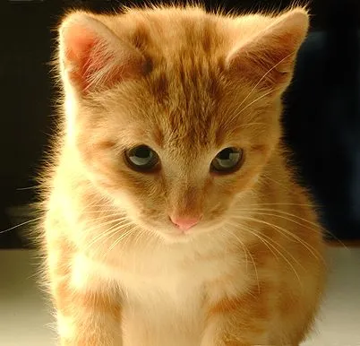 la colcha de retazos: El gato melómano