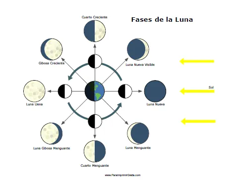 Fases de la luna para niños primaria para imprimir - Imagui