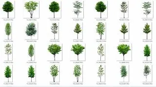 COLECCIÓN DE ÁRBOLES con fondo transparente [PNG] | arq + recursos