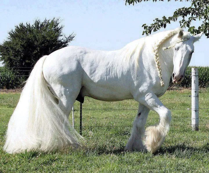 Colección de Caballos: Finos, Percherones y Pura Sangre - BloggerGifs Colección de Caballos: Finos, Percherones y Pura Sangre - BloggerGifs