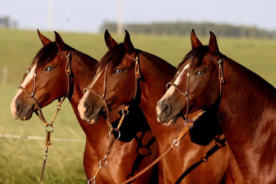 Colección de Caballos: Finos, Percherones y Pura Sangre - BloggerGifs Colección de Caballos: Finos, Percherones y Pura Sangre - BloggerGifs