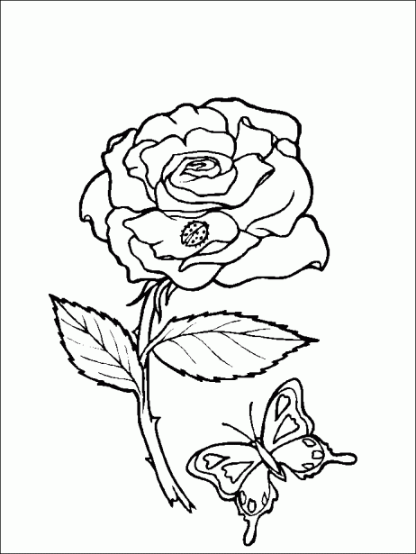 Mi colección de dibujos: ♥ Rosas para pintar Mi colección de dibujos: ♥ Rosas para pintar