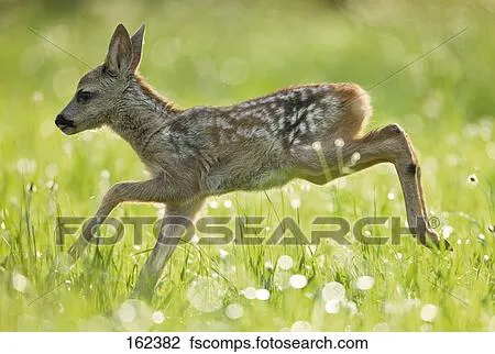 Colección de foto - europeo, hueva, venado, -, cervato, en ...