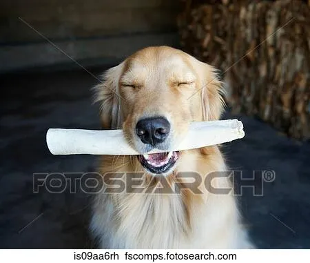 Colección de foto - retrato, de, perro cobrador dorado, con, ojos ...