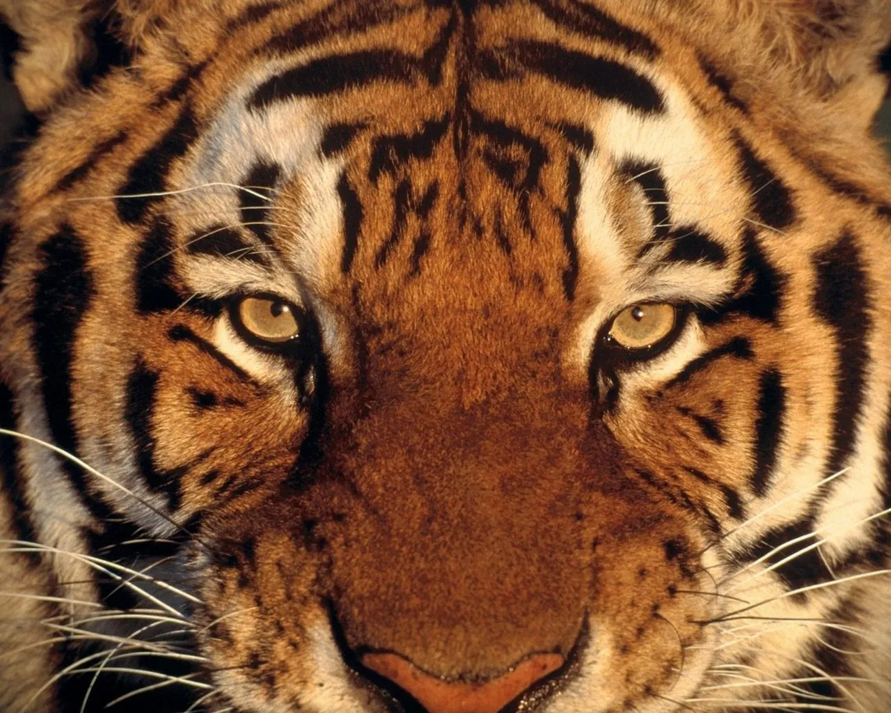 Coleccion de fotos de felinos en HD - tigres y otros.: Imagenes ...