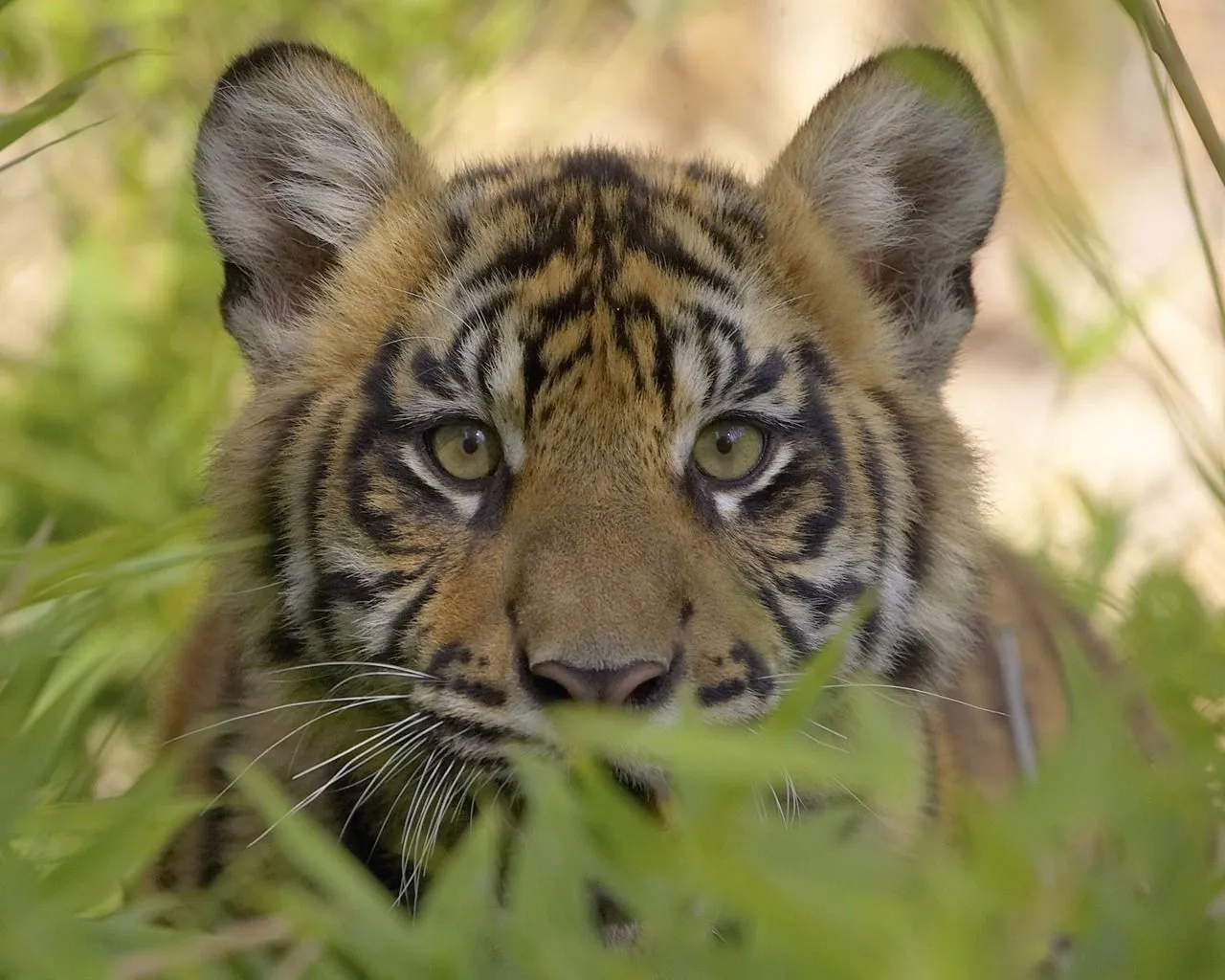 Coleccion de fotos de felinos en HD - tigres y otros.: Imagenes ... Coleccion de fotos de felinos en HD - tigres y otros.: Imagenes ...