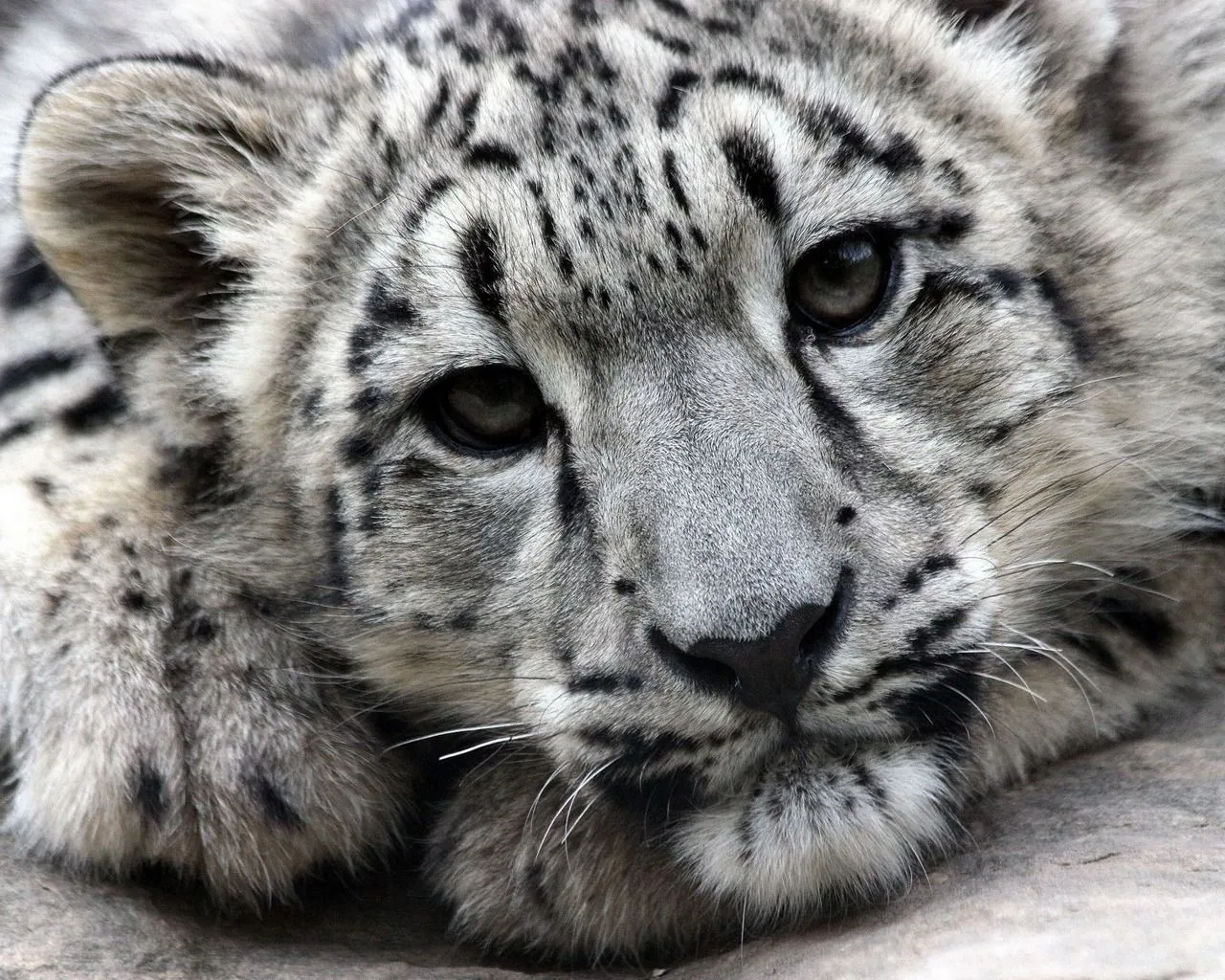 Coleccion de fotos de felinos en HD - tigres y otros.: Imagenes ... Coleccion de fotos de felinos en HD - tigres y otros.: Imagenes ...
