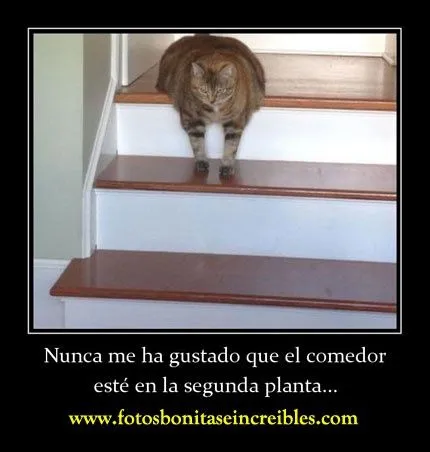 Una colección de fotos con los gatos más feos del mundo. Gatos ...
