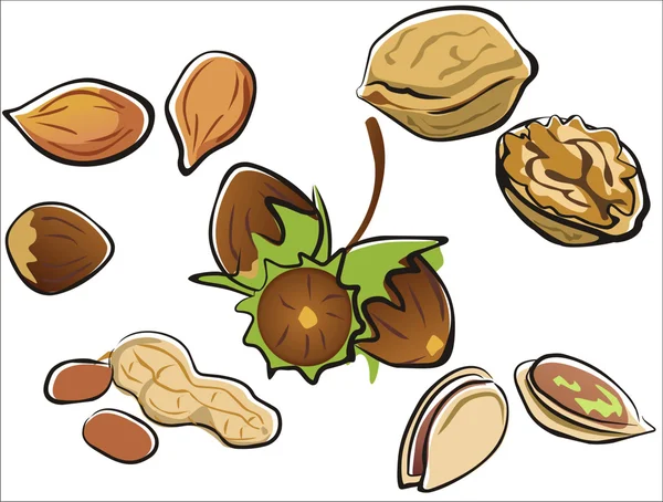 Colección de frutos secos — Vector stock © baldyrgan #5414629