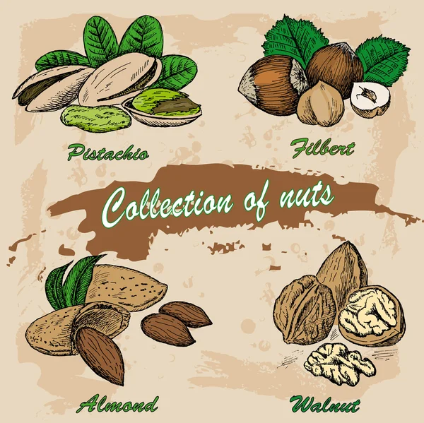 Colección de frutos secos — Vector stock © lenaalyonushka #53997385