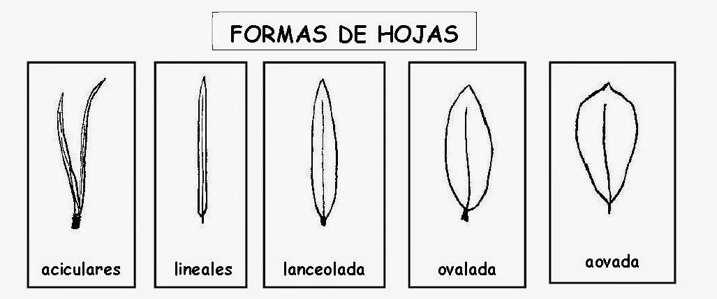 Colección de Hojas: el Herbario / Leaf Collection: Herbarium ...