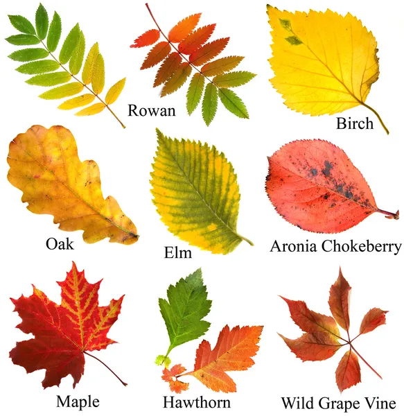 Colección de hojas de Otoño colorido hermoso con nombre, aislado ... Colección de hojas de Otoño colorido hermoso con nombre, aislado ...