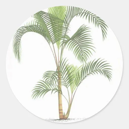 Colección de la palma - dibujo II Pegatina Redonda | Zazzle