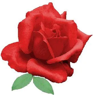 Coleccionando Gifs animados: ♥ Rosas