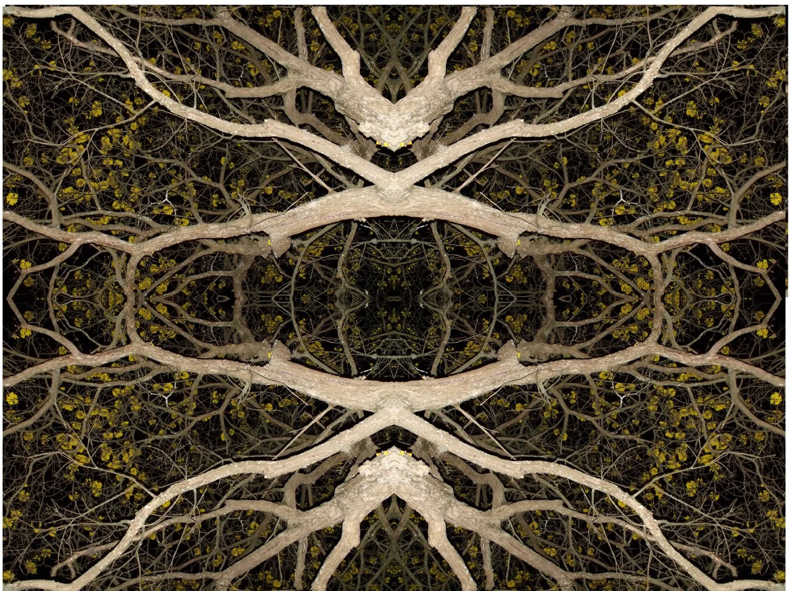 COLECTIVO QUIM3RA: Fractal Araguaney Nocturno COLECTIVO QUIM3RA: Fractal Araguaney Nocturno