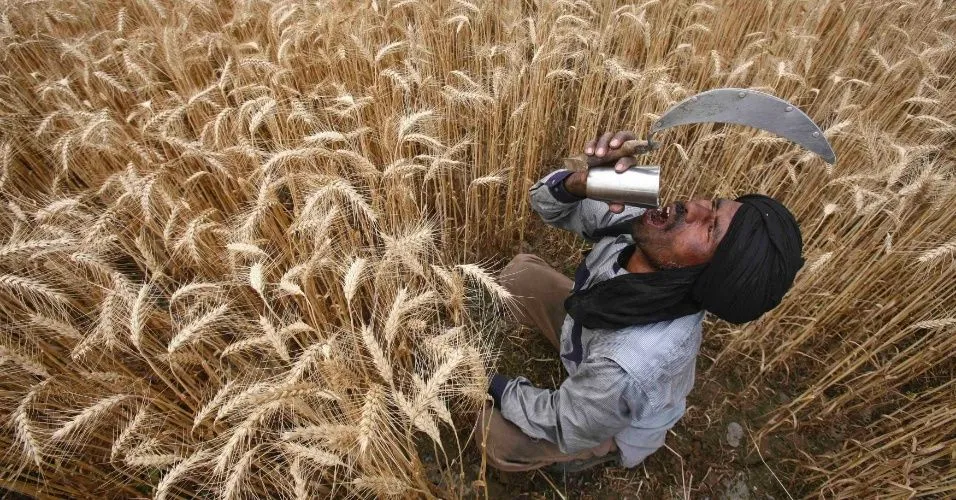 ... durante colheita de trigo em campo do vilarejo de Jhampur, na Índia ... durante colheita de trigo em campo do vilarejo de Jhampur, na Índia