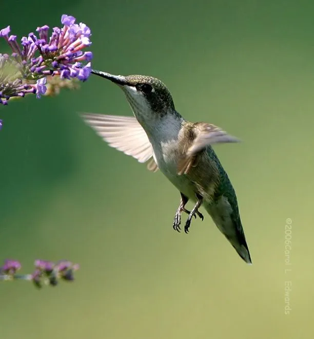colibri. colibri.