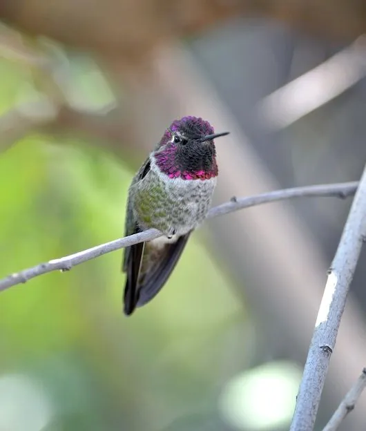 Colibrí de Ana - Colibrí Información y Características