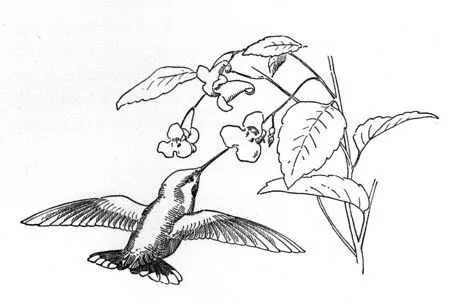 colibri-oliendo-las-flores-dibujos-para-colorear | Flickr - Photo ... colibri-oliendo-las-flores-dibujos-para-colorear | Flickr - Photo ...