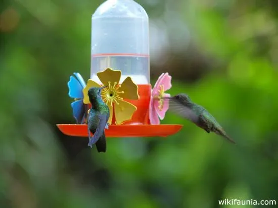 Colibrí | Wikifaunia, tu enciclopedia de animales Colibrí | Wikifaunia, tu enciclopedia de animales