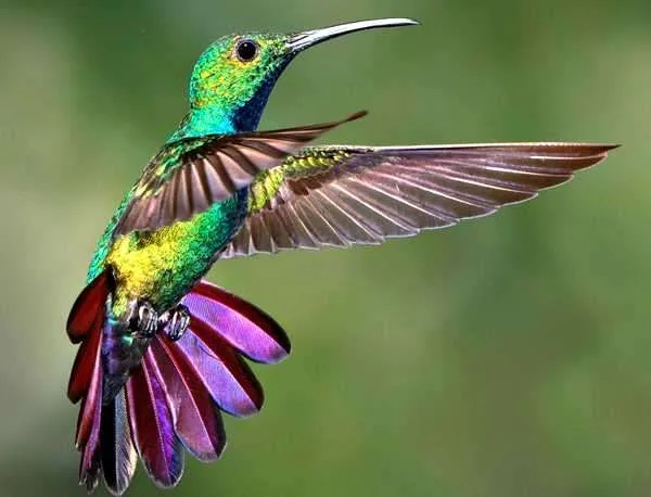colibri.jpg