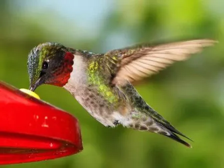 COLIBRIPEDIA | Colibríes. Enciclopedia Especializada COLIBRIPEDIA | Colibríes. Enciclopedia Especializada