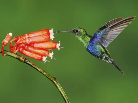 COLIBRIPEDIA | Colibríes. Enciclopedia Especializada COLIBRIPEDIA | Colibríes. Enciclopedia Especializada