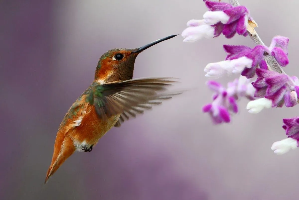 LOS COLIBRÍS