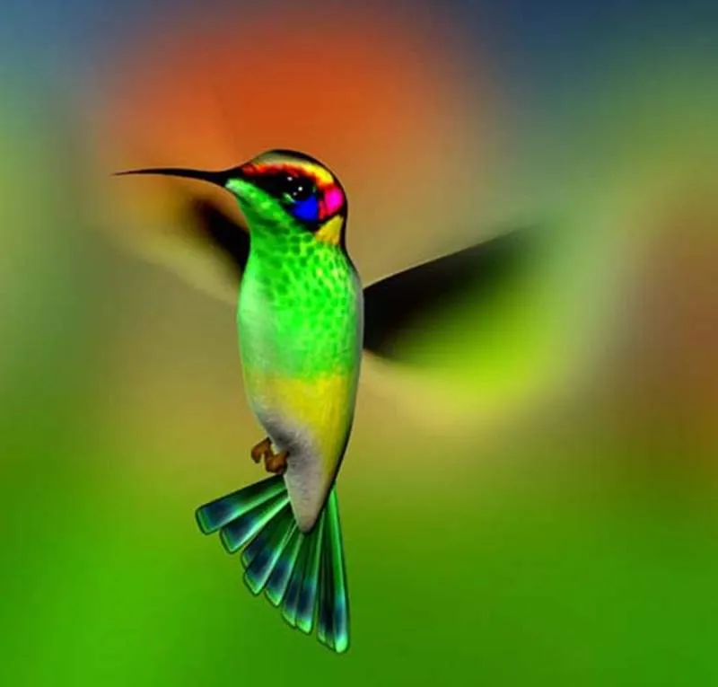 LOS COLIBRÍS