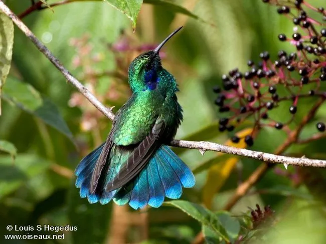 Colibris - Imagui